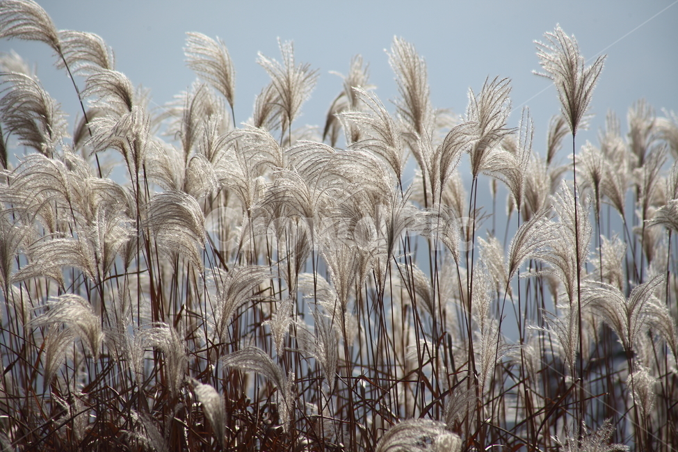 억새,꽃,식물,가을,flamegrass,가을,계절,fall,autumn,season,grass,잔디,plant,lawn