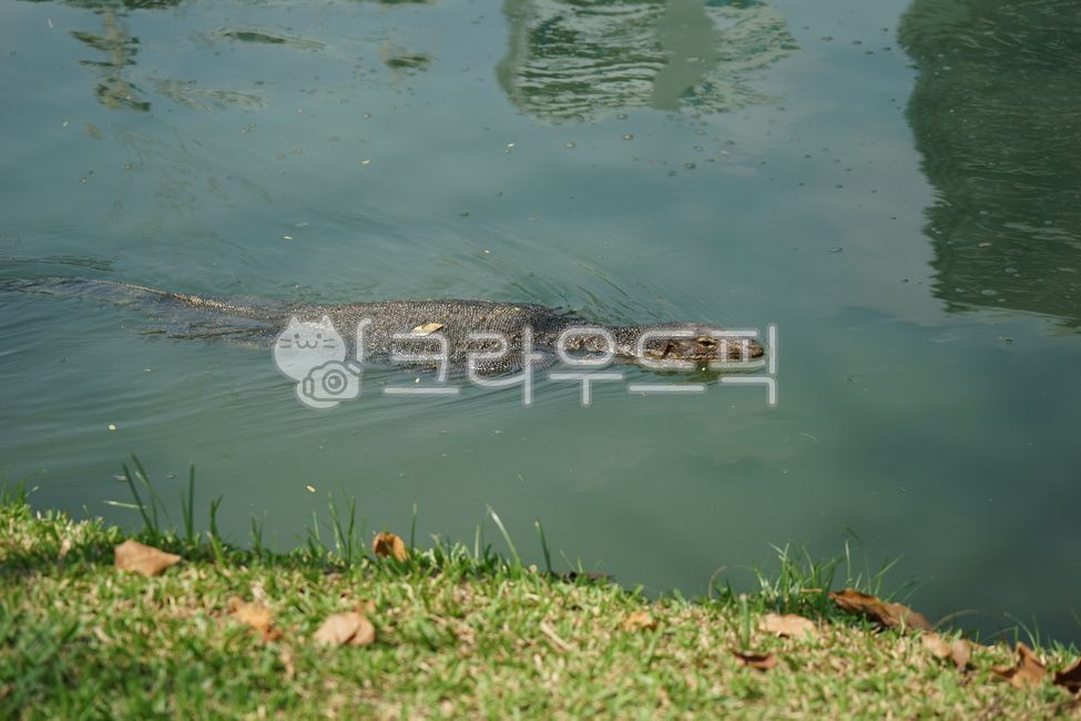 도마뱀,왕도마뱀,룸피니,공원,잔디,물,호수,야생,동물,lizard,outdoors,nature,연못