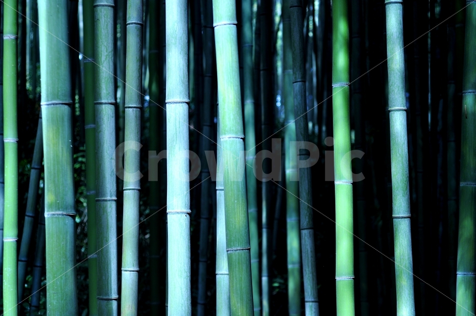 대나무,푸른,시원한,청량감,마디,담양,죽녹원,으스스한,식물,자연,plants,nature,나무,trees,wood