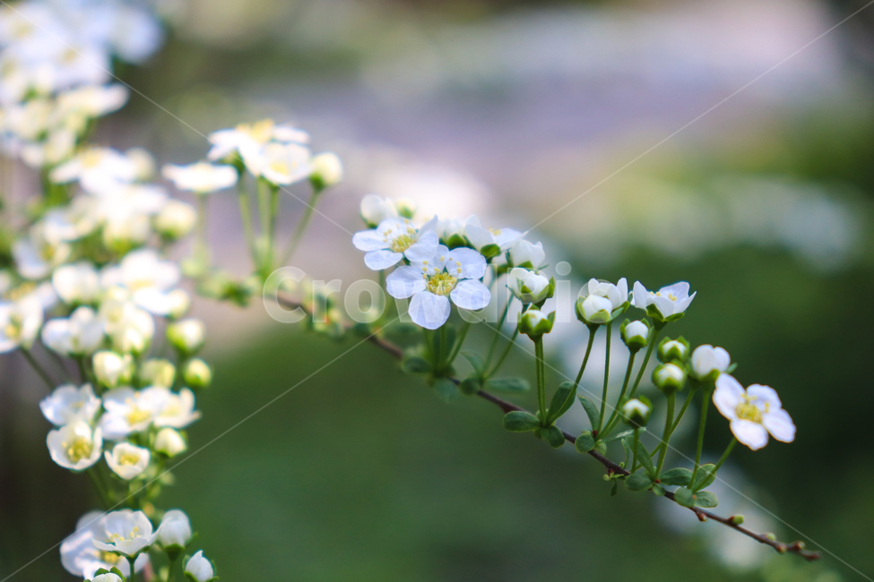꽃,flowers,식물,꽃나무,geranium,flower,제라늄,plant,나무,tree,봄,spring,weather
