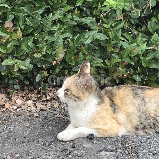 고양이,길고양이,길거리,straycat,cat