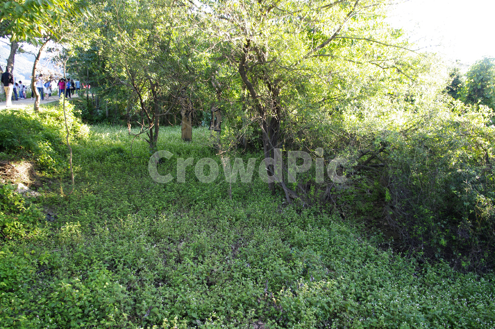 나무,풀,잡초,식물,plant,자연,자연,풍경,nature,landscape,tree