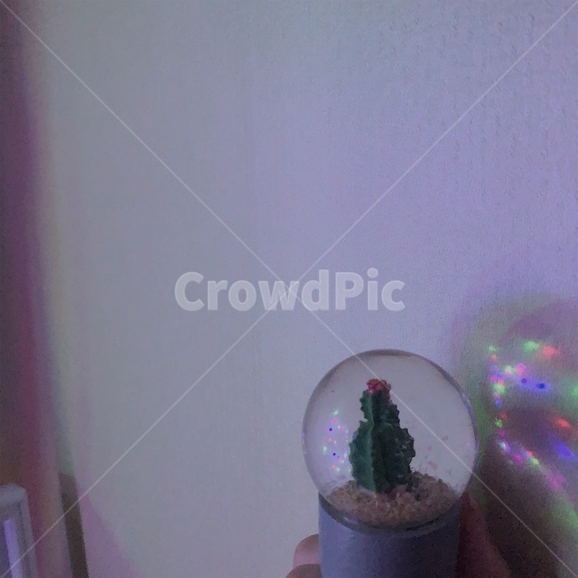 스노우볼,선인장,snowball,cactus,waterball