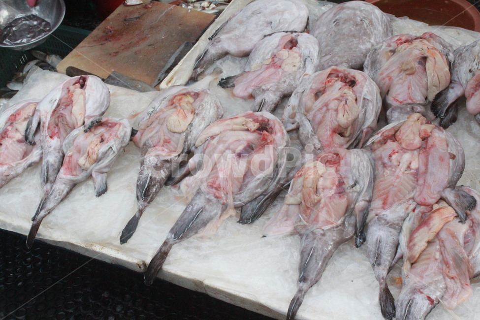 시장,수산물시장,수산시장,바다생물,해산물,음식,식재료,요리,food,cook,meal,dishes,food reserves,수산물,해산물,fishery products,seafood