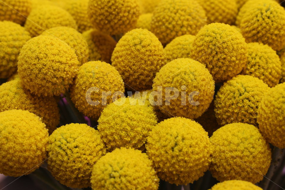 꽃,패턴,꽃다발,flower,식물