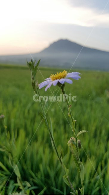 감성,아침,들국화,안개,들판,식물,자연,plants,nature,꽃,flower