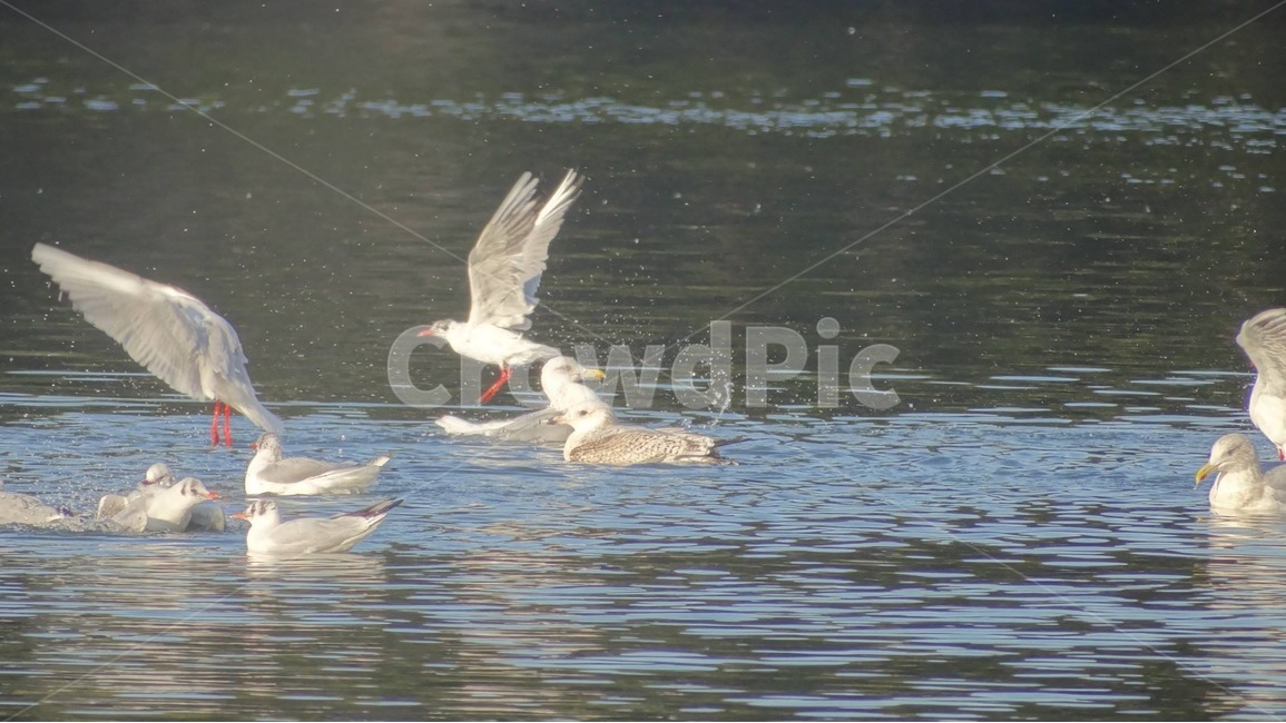 새,물,풍경사진,자연,bird,감성,감성사진,nature,emotion,강,river,풍경,동물,animal,조류,새,birds