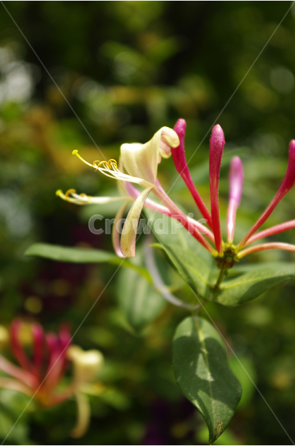 인동꽃,꽃,식물,flower,color,nature,자연,식물,자연,plants,nature,꽃,flower