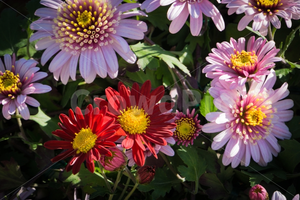 가을,국화,꽃,식물,울산,태화강공원,국화축제,식물,자연,plants,nature,꽃,flower