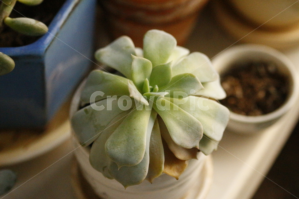 다육식물,다육이,식물,화분,양로,plant,식물,자연,plants,nature,실내용화초,화분,화초,house plant