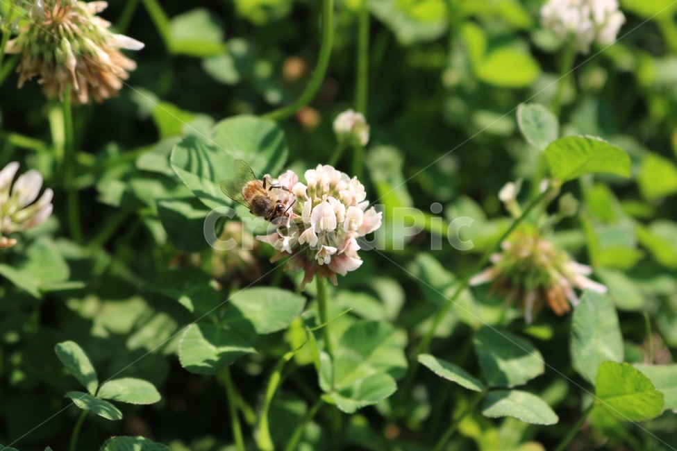 꽃,식물,벌,곤충,토끼풀꽃,초록,흰색,노랑,flower,plants,bee,insect,rabbitgrassflower,green,white,yellow,hana,shokubutsu,hachi,konchuu,usagikusabana,midori,shiro,kiiro,자연,nature,식물,자연,plants,nature,꽃,flower,동물,animal,곤충,벌레,insect,bug