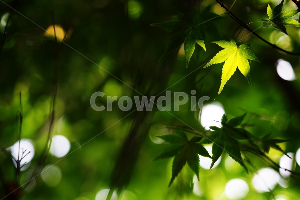 단풍나무,단풍나뭇잎,나무,나뭇잎,숲속나무,식물,자연,plants,nature