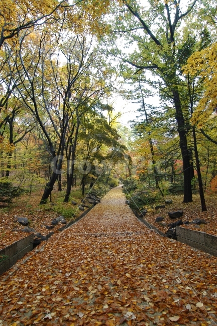 가을,낙엽,단풍,길,숲,나무,자연,오솔길,산책로,숲길,단풍길,산책,산,풍경,가을풍경,가을이미지,가을배경,자연,풍경,nature,landscape,가을,계절,fall,autumn,season,ground,바닥,tree,plant,식물,tree trunk,나무 줄기