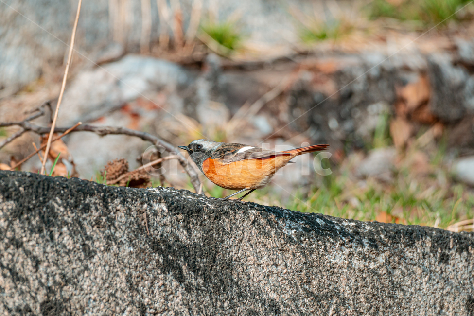 참새,새,동물,sparrow,bird,animal,동물,animal,조류,새,birds