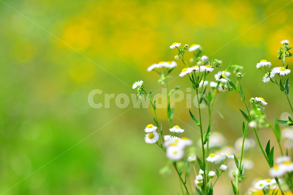 감성,개망초,보케,계란꽃,flowers,아름다운,feeling,emotion,sensible,landscape,야외,풍경,식물,야생화,들꽃,국화과,노랑색,흰꽃,그린,초록,들판,들녘,시즌,계절,순수,청초,소박함,느낌,분위기,식물,자연,plants,nature,꽃,flower