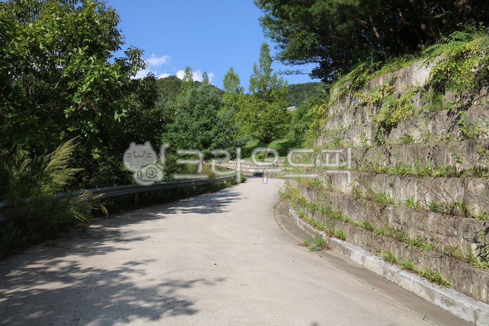 forest, green, nature, tree, asphalt - Authentic Korean Stock Photos by ...
