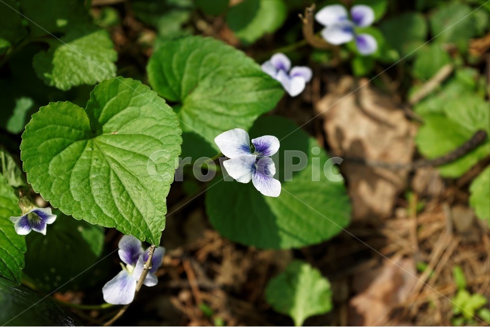 종지나물,제비꽃,미국제비꽃,봄꽃,보라색,식물,bloom,flower,spring,nature,season
