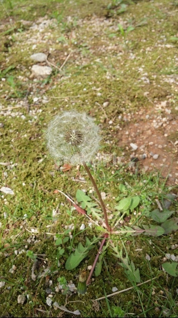 꽃,민들레,민들레씨,봄,자연,식물,자연,plants,nature,꽃,flower