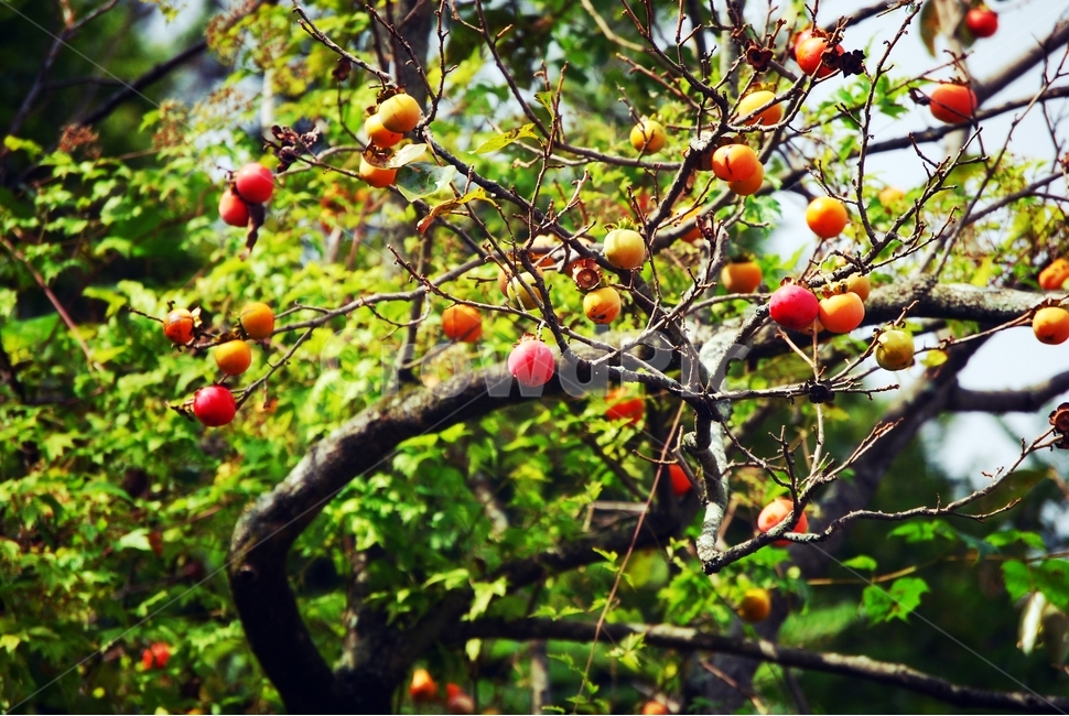 감,단감,홍시,식물,식품,간식,계절,열매,나무,풍경,식물,자연,plants,nature,나무,trees,wood,과일,열매,fruit