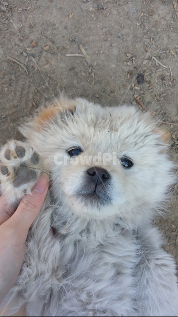 강아지,시골강아지,강아지발바닥,믹스견,흰강아지,동물,animal,포유류,mammal,개,강아지,dog,doggy