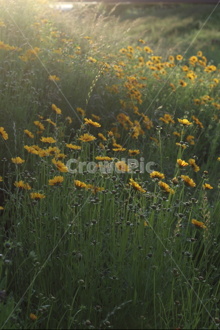 금계국,아침,빛,햇살,봄,풍경,노랑,식물,자연,plants,nature,꽃,flower,휴식,힐링,rest,relaxation,healing