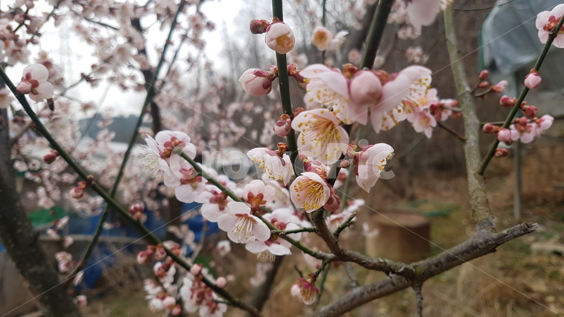 매화,꽃,봄,핑크,나무,계절,봄,계절,spring,season,식물,자연,plants,nature,꽃,flower,plant,blossom