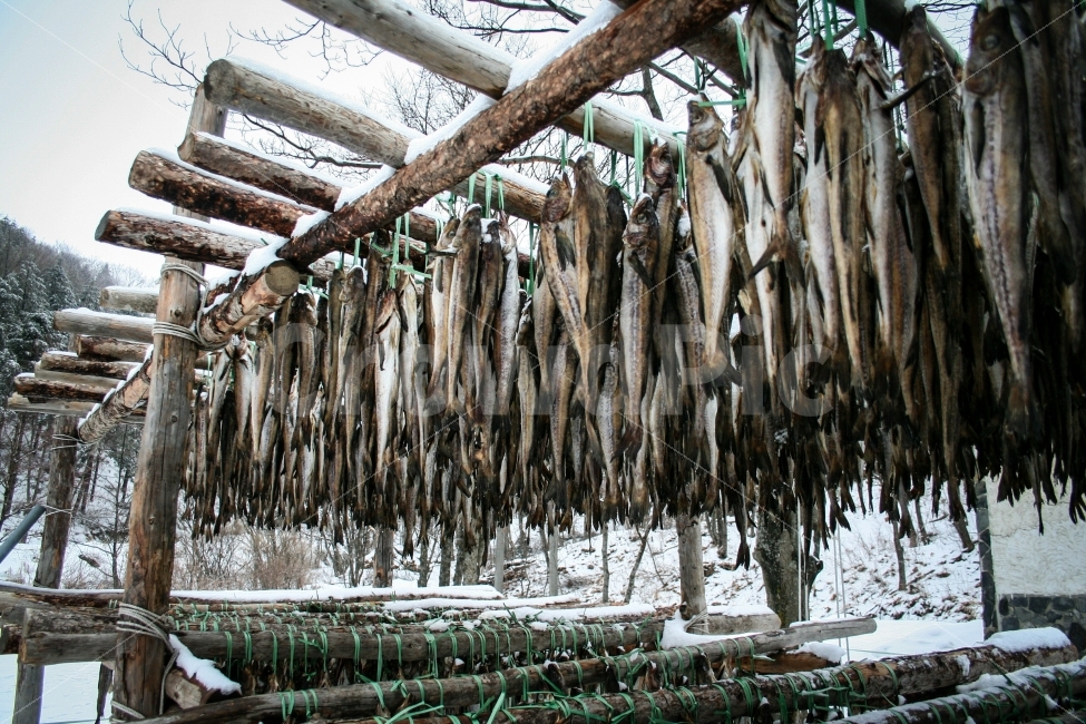 명태,북어,황태,황태말리기,북어말리기,겨울,생선,건조,겨울,계절,winter,season,음식,식재료,요리,food,cook,meal,dishes,food reserves,수산물,해산물,fishery products,seafood