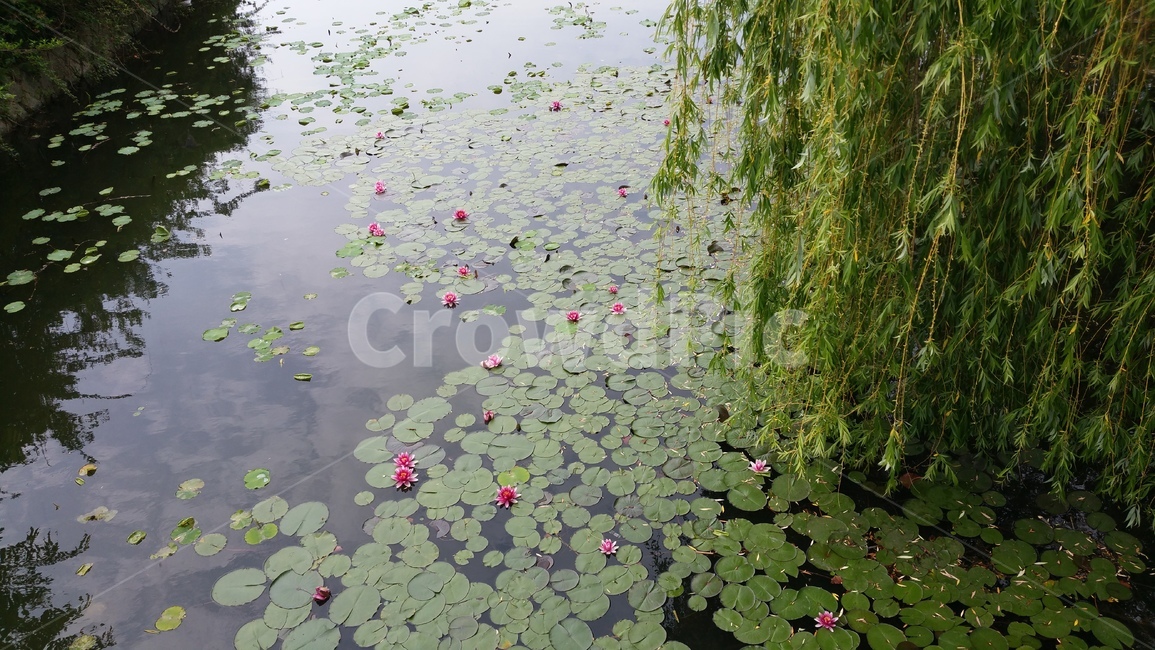 연못,식물,풍경,연꽃,자연,식물,자연,plants,nature,꽃,flower