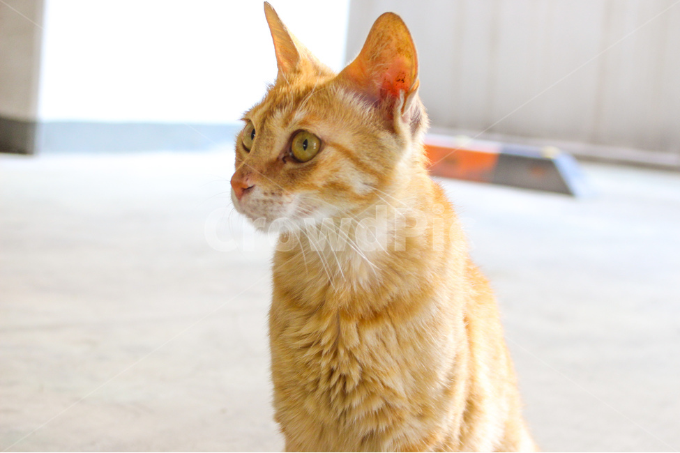 동물,고양이,animal,cat,길고양이,표정,얼굴,귀여움,감성사진,동물사진,face,cute,동물,animal,포유류,mammal,고양이,cat,kitten,kitty