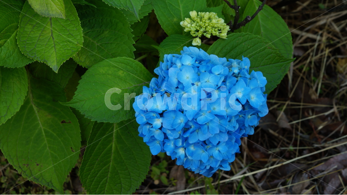 수국,꽃,꽃사진,식물,자연,식물,자연,plants,nature,꽃,flower