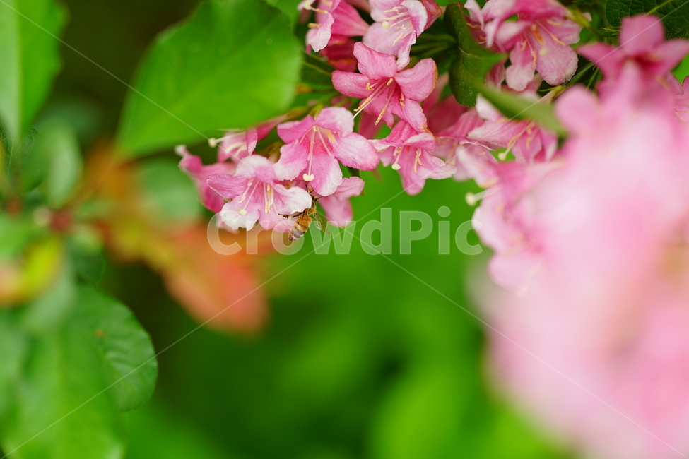 벌,꿀벌,곤충,pink,분홍,플라워,꽃,핑크,식물,자연,접사,꽃사진,봄꽃,색감,컬러,분홍색,봄,계절,spring,season,식물,자연,plants,nature,꽃,flower,동물,animal,곤충,벌레,insect,bug,plant,geranium,제라늄,blossom