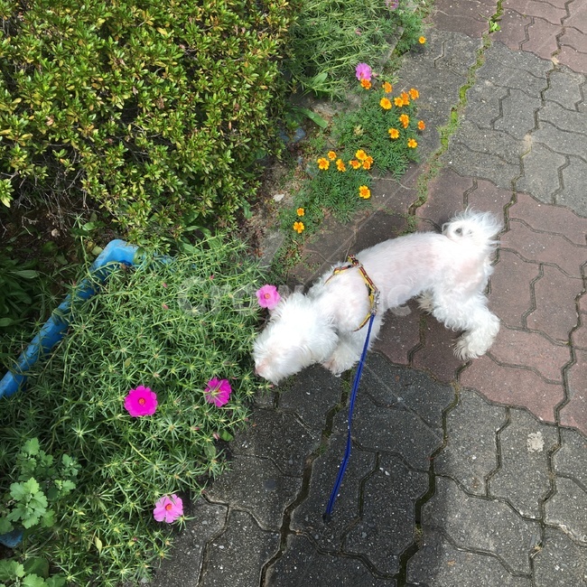 말티즈,산책,강아지,풀,꽃,동물,animal,포유류,mammal,개,강아지,dog,doggy