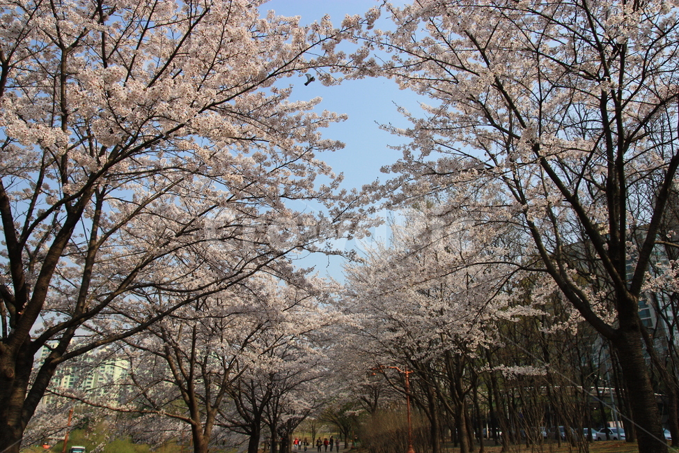 벚꽃,봄꽃,봄나들이,cherryblossom,중앙공원,꽃,plant,식물,blossom,flower