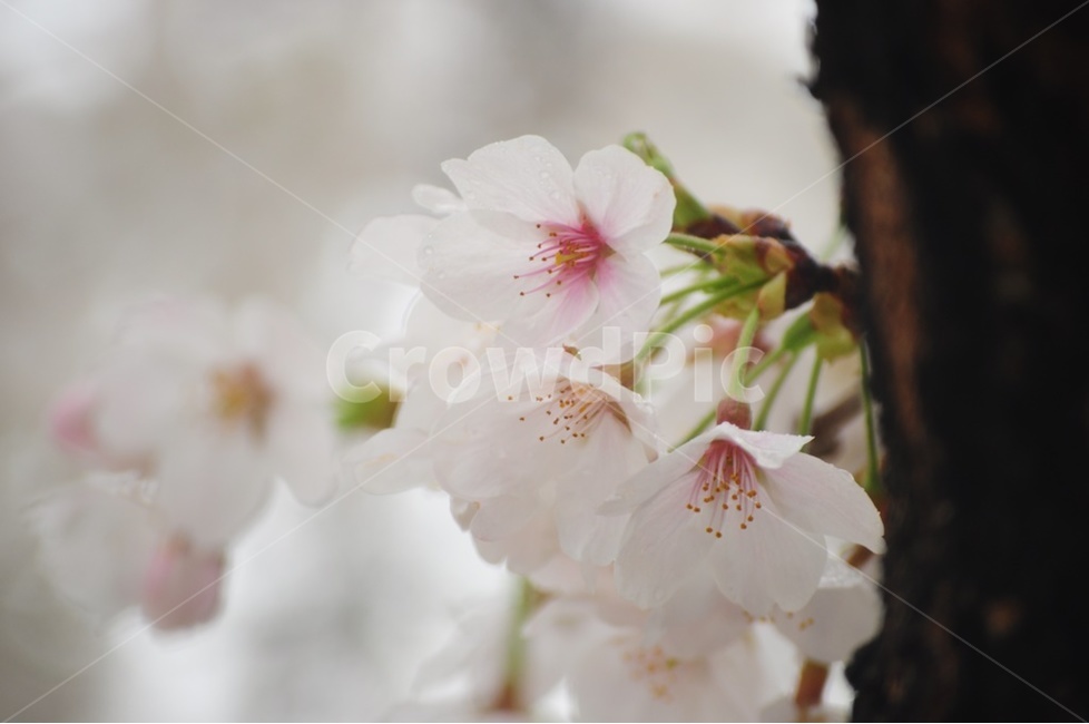 벚꽃,왕벚꽃,윤중로,겹벚꽃,흰벚꽃,봄,계절,spring,season,식물,자연,plants,nature,꽃,flower,감성,sensible,feeling,plant,blossom