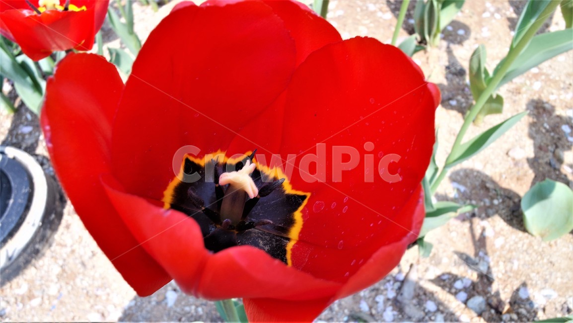 들꽃,plant,식물,flower,blossom,꽃,빨간색튤립,튤립,식물,자연,plants,nature
