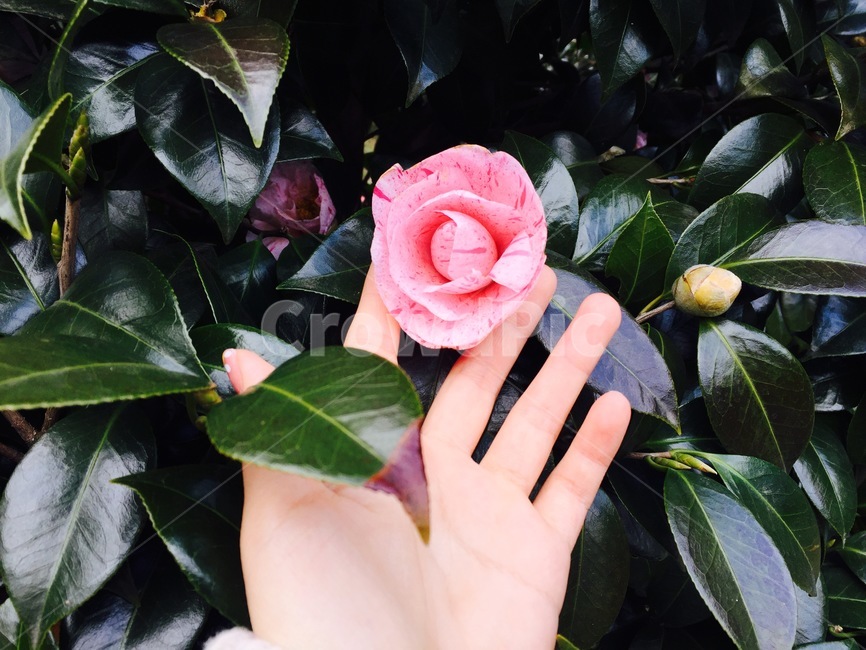 꽃,손,식물,분홍,핑크,식물,자연,plants,nature,꽃,flower,사람,인물,인간,human,person,신체일부,몸,body