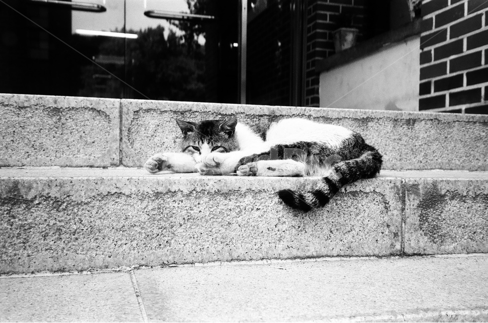 반려묘,고양이,반려동물,코리안숏헤어,코숏,동물,동물,animal,포유류,mammal,고양이,cat,kitten,kitty,흑백,모노톤,monochrome,black and white