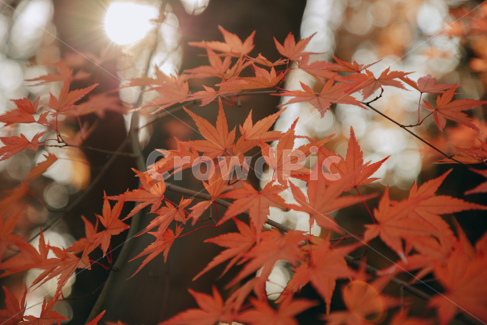 단풍,붉은,빨간,가을,나무,낙옆,잎,나뭇잎,가을,계절,fall,autumn,season,식물,자연,plants,nature,leaf,plant,tree,maple