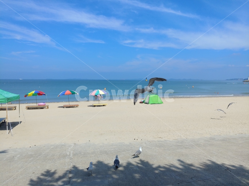 갈매기,무창포,해수욕장,새,beach,바다,바닷가,날고있는