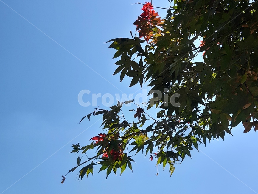 식물,나무,계절,tree,잎,leaf,가을,단풍,하늘,단풍잎,초록잎,아기손,아래에서,under,나무,trees,wood
