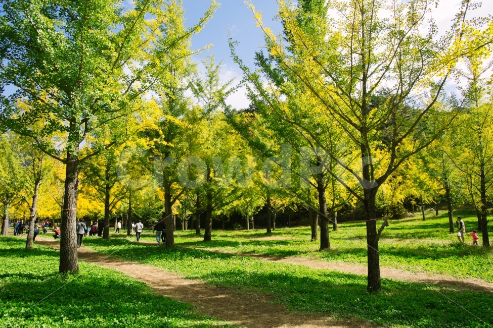 가을,은행나무,단풍,노란색,감성,가을,계절,fall,autumn,season,자연,풍경,nature,landscape,사람들,대중,군중,other people,crowd,휴식,힐링,rest,relaxation,healing,plant,식물,grass,잔디,tree,나무