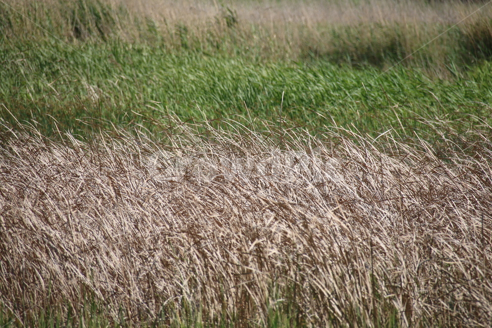 갈대,풀잎,풍경,자연,바람,자연,풍경,nature,landscape,plant,식물,grass,잔디,lawn