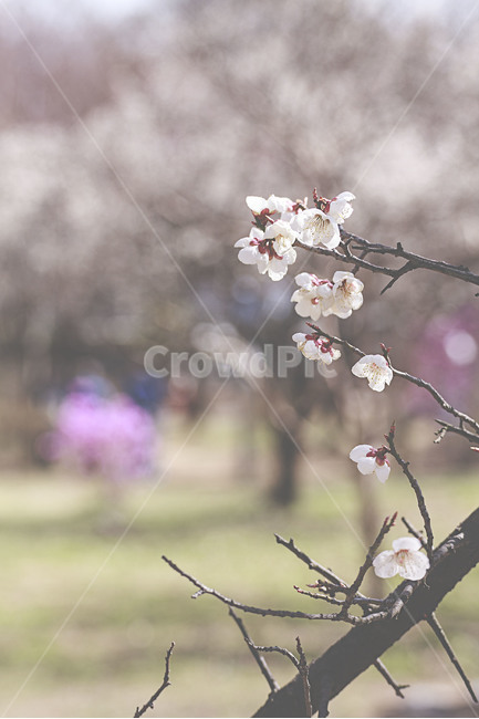 봄,꽃,매화,landscape,spring,flower,plumblossom,봄,계절,spring,season,plant,식물