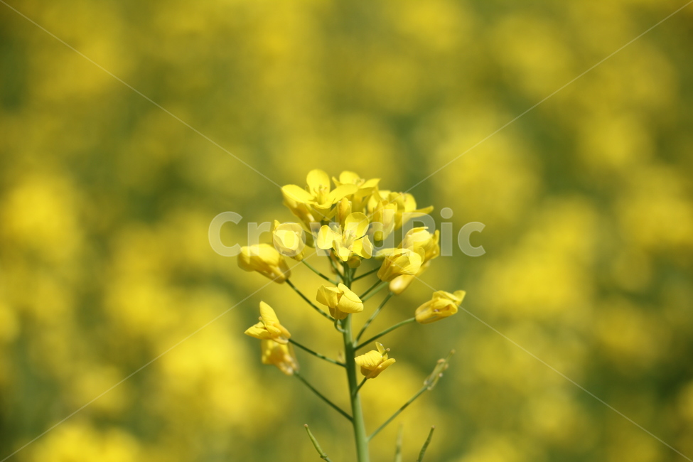 봄,유채꽃,유채꽃축제,노란꽃,rapeflower,세종유채꽃