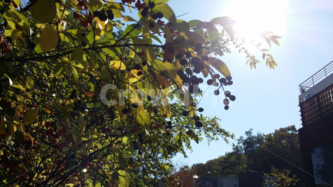 나무,열매,가을풍경,가을열매,tree,fall,autumn,자연,풍경