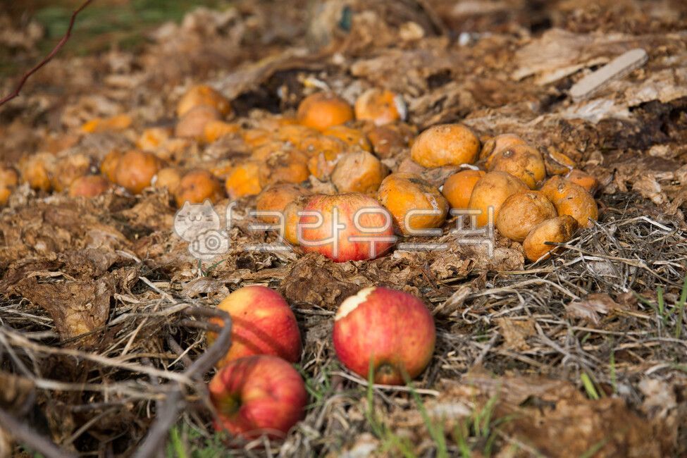 썩은사과,썩은귤,음식물,쓰레기,음식물쓰레기