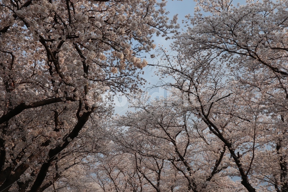 벚꽃,벚꽃터널,김유신장군묘,경주벚꽃,벚꽃놀이,꽃,하늘,봄,계절,spring,season,자연,풍경,nature,landscape,plant,식물
