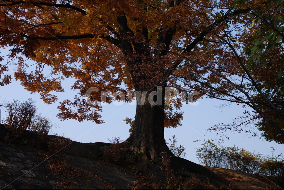 가을,나무,단풍,감성,추경,가을,계절,fall,autumn,season,자연,풍경,nature,landscape,tree,plant,식물,tree trunk,나무 줄기