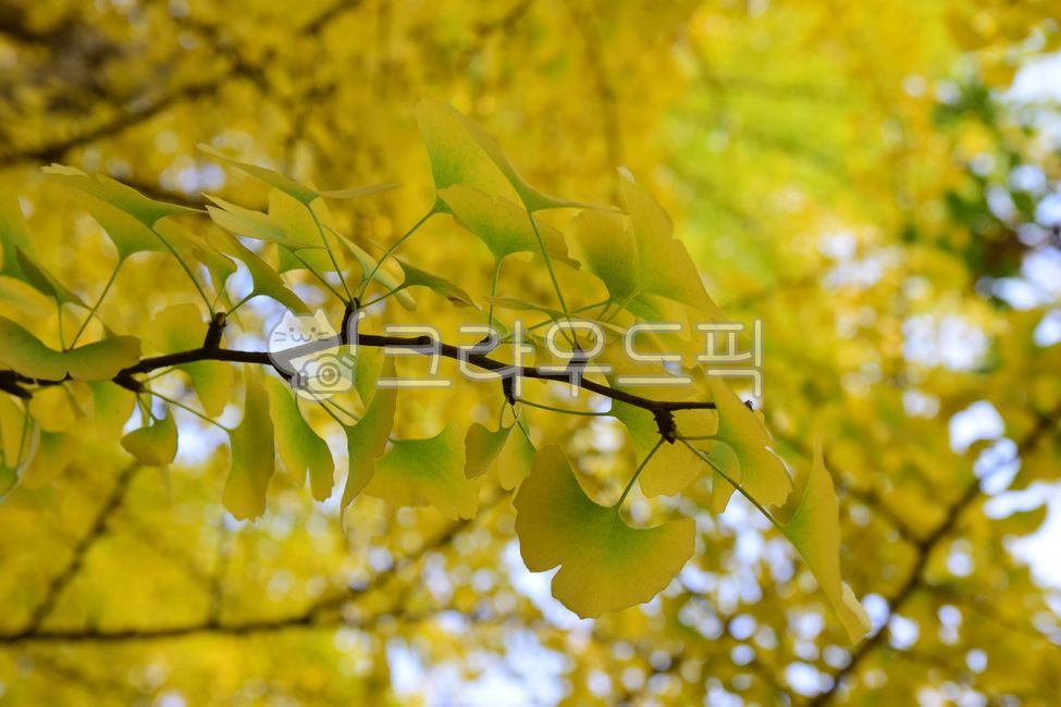 Ginkgo,tree,leaf,Maple leaf,ginkgo leaves,leaves,fall,maple,season,autumn,Maple