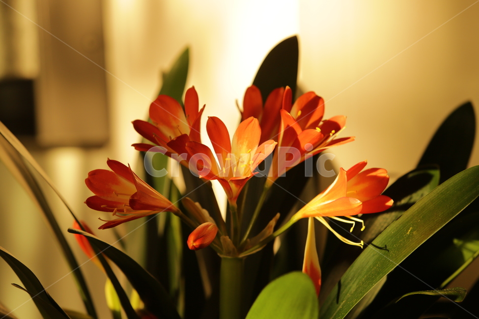 봄,spring,군자란,봄소식,3월,식물,자연,plants,nature,꽃,flower,색깔,색상,색채,색감,color sense,color sensitivity,feeling of color